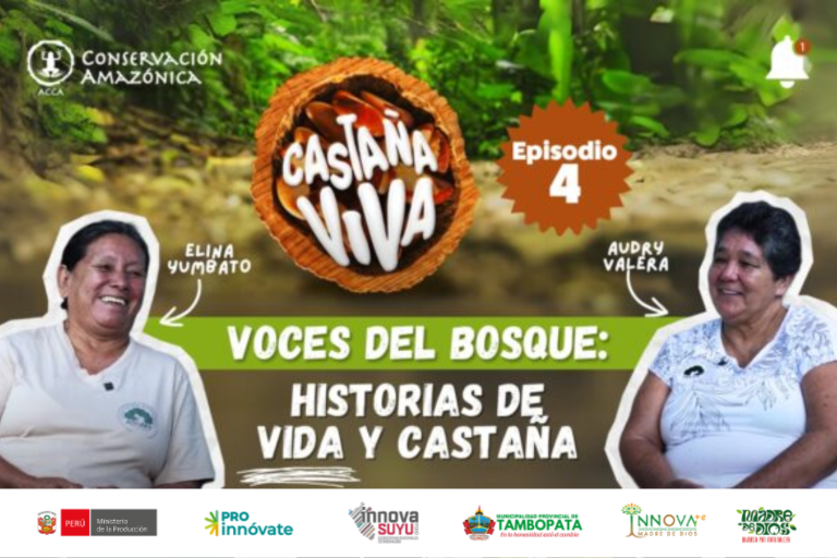 “Castaña Viva”: la serie de podcasts que revela la riqueza cultural, económica y ambiental de la Amazonía peruana»