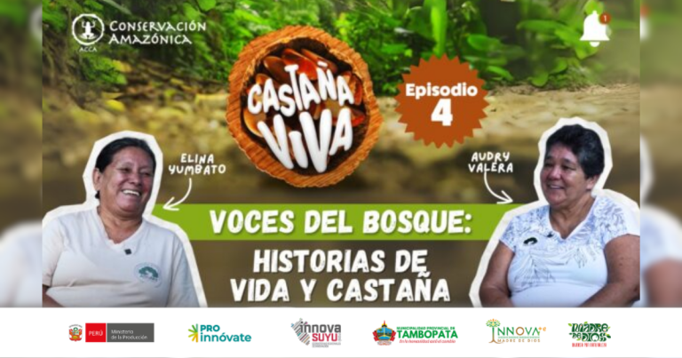 “Castaña Viva”: la serie de podcasts que revela la riqueza cultural, económica y ambiental de la Amazonía peruana»